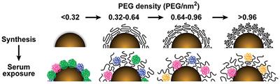 Cytotoxicity-Related Bioeffects Induced by Nanoparticles: The Role of Surface Chemistry